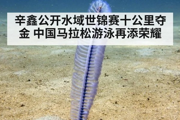 辛鑫公开水域世锦赛十公里夺金 中国马拉松游泳再添荣耀